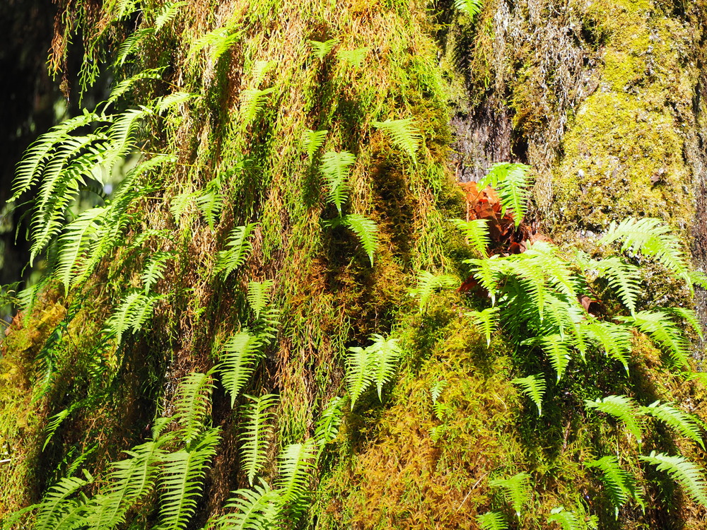 Ferns and moss clinging to a tree