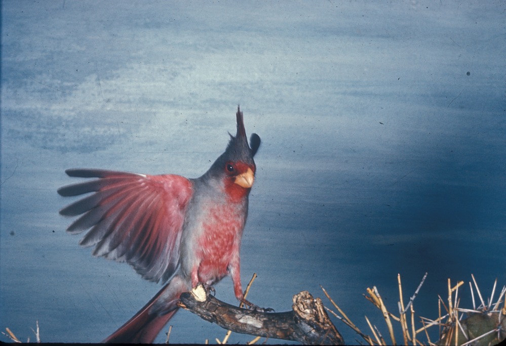 The Pyrrhuloxia (Cardinalis sinuatus) is a subtropical desert species that feeds on some cactus fruit at Saguaro National Park.