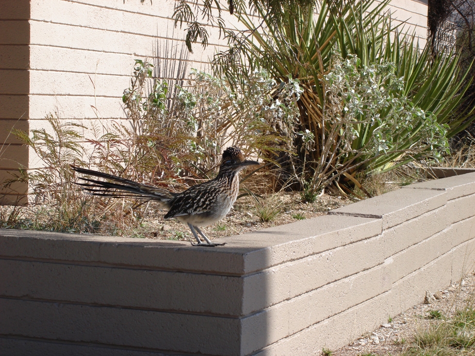 The roadrunner is a common bird in the Sonoran Desert. This one was putting on a show just outside the Rincom Mountain Visitor Center.