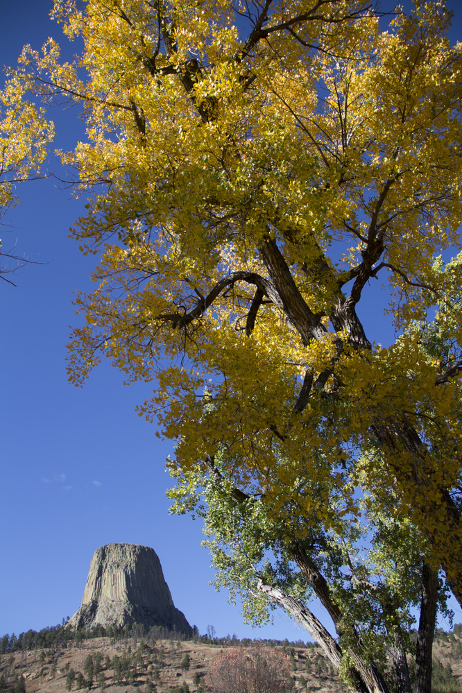 A Cottonwood full of yellow, fall, leaves frames a view of Devils Tower in the distance.