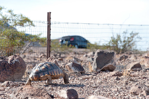 photo of Desert tortoise near tortoise fencing