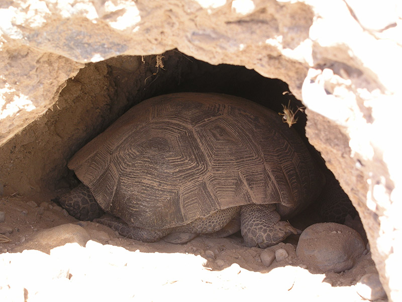 photo of Desert tortoise in burrow
