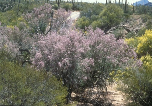 The Ironwood is one of the Sonoran Desert's most beautiful trees, especially when coverd with lilac-colored blossoms in May.