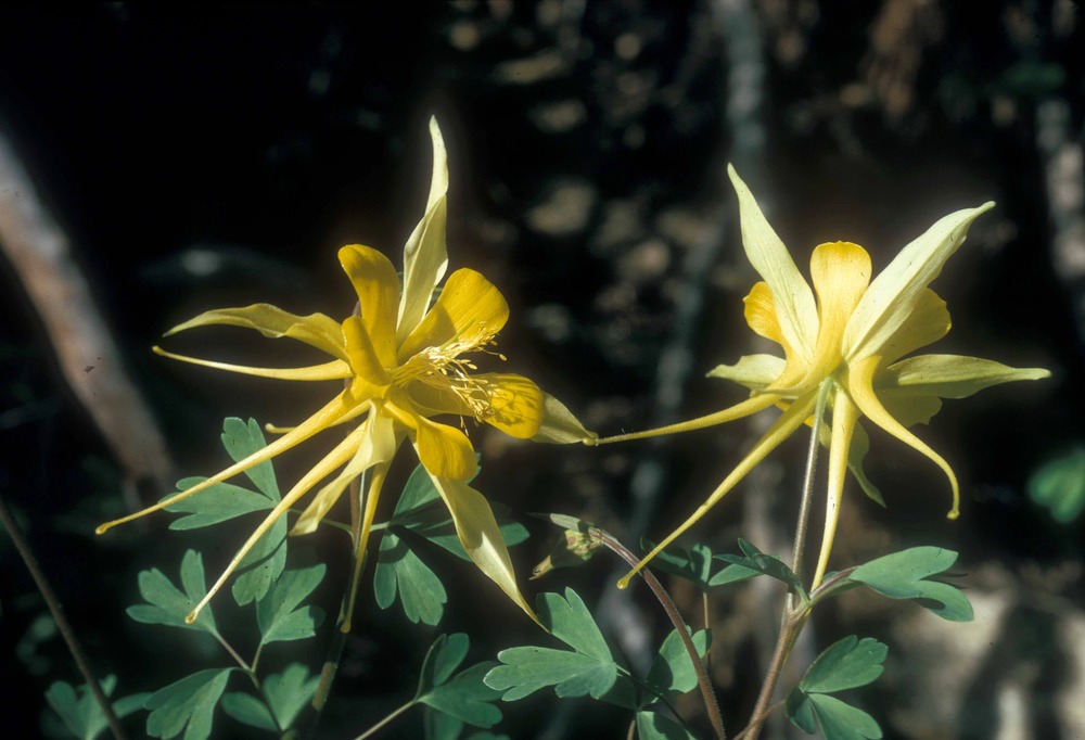 In the high Rincon Mountains one can find the Yellow Columbine (Aquilegia chrysantha) which grows along mountain streams and around spring seeps throughout the Southwest.