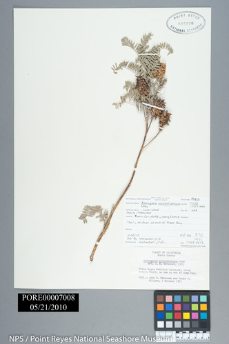 Stalk of marsh milkvetch mounted on herbarium paper with leaves and flowers. PORE 7008