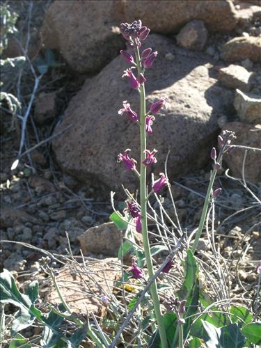 Streptanthus carinatus. Big Bend National Park, Route 13, mile 15. February 2004