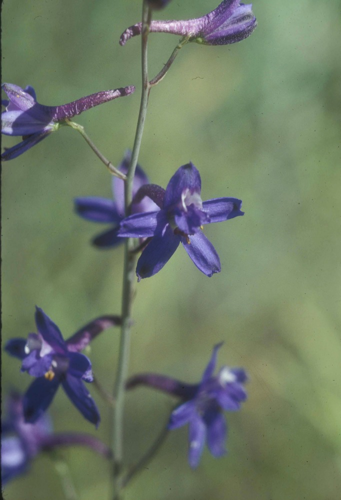 Desert Larkspur (Delphinium parishii) is a delicate flower that is a surprise to see in harsh desert settings.