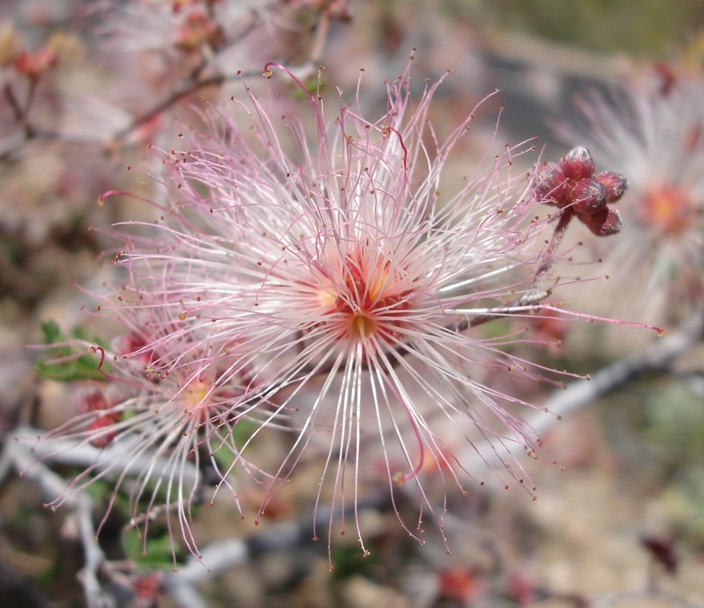 Up close the intricate design of the Fairy Duster flower is mesmerizing and beautiful.