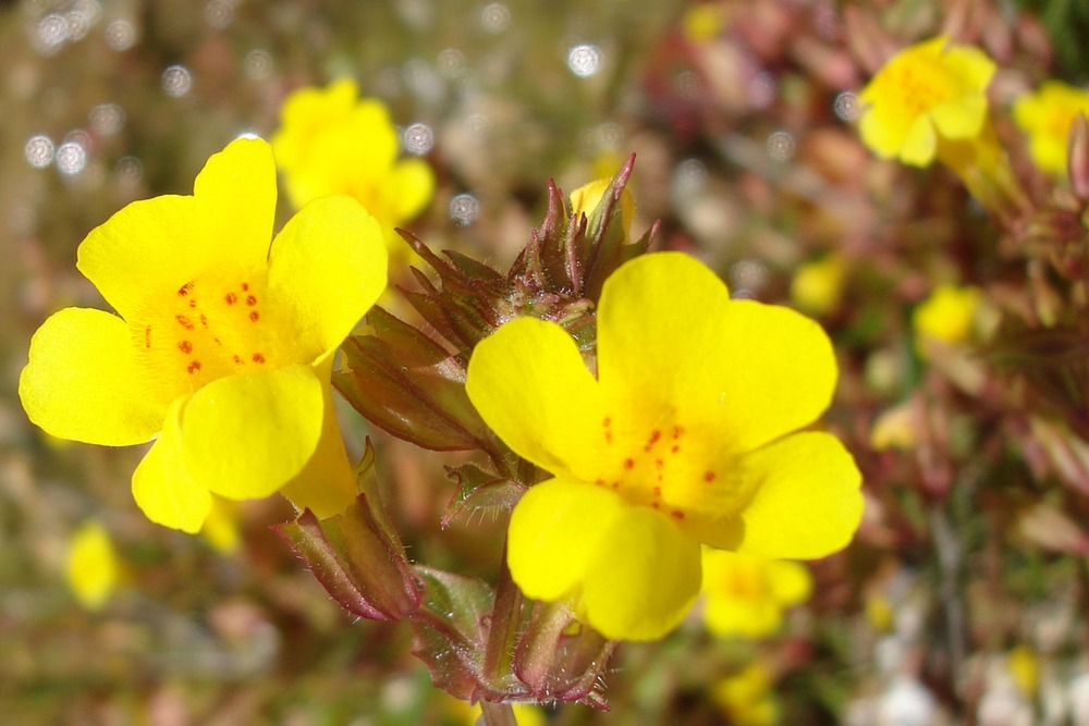 This small yellow flower is found along brooks, springs, and in other wet places. While it may surprise some that this flower can be found in the desert, it is actually a fairly common resident of Saguaro National Park.