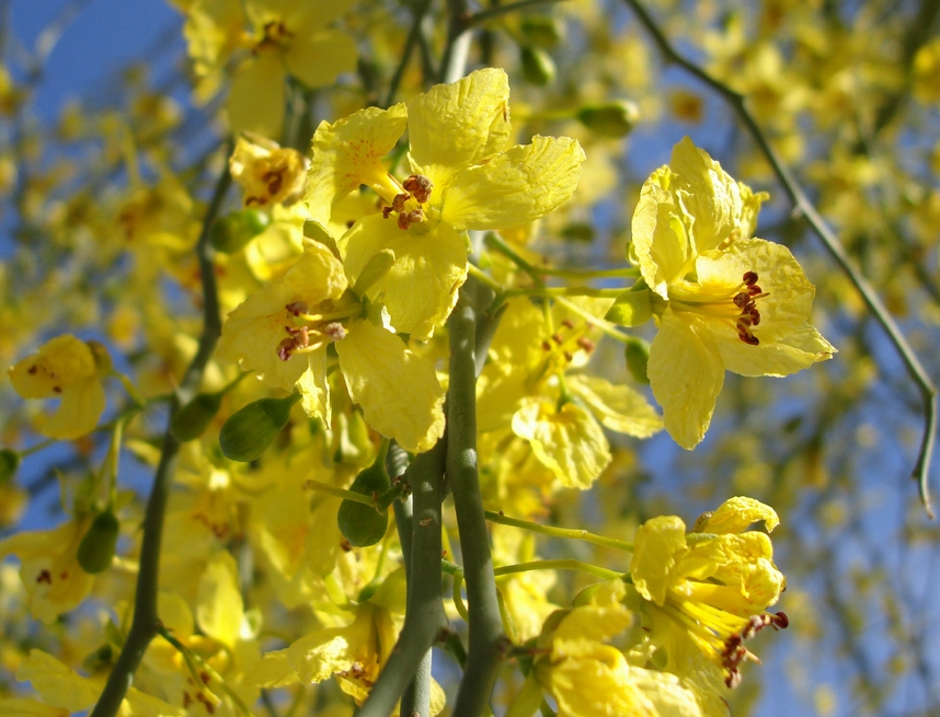 The bright flowers of the Palo Verde tree can literally cover the tree in a blanket of yellow. The Palo Verde is the state tree of Arizona.