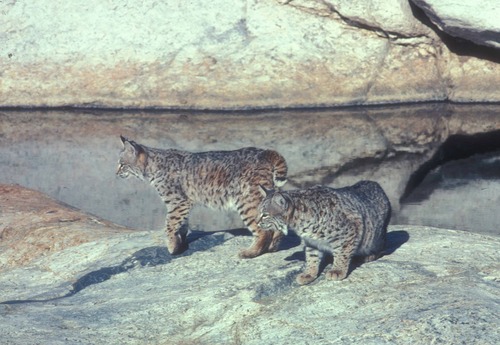 Pair of Bobcats (Lynx rufus) at Madrona Pools, a perennial water source in the Park's back-country