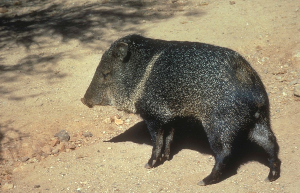 The Javelina (Pecari tajacu) is a peccary, not a pig, common in Saguaro National Park. Everyone here uses the Spanish name which refers to the sharp tusks of the male: like javelins.