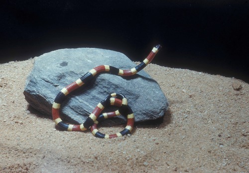 Western Coral Snake, 'Micruroides euryxanthus'. An uncommon, and very secretive, venomous snake of the Park's rocky habitats.