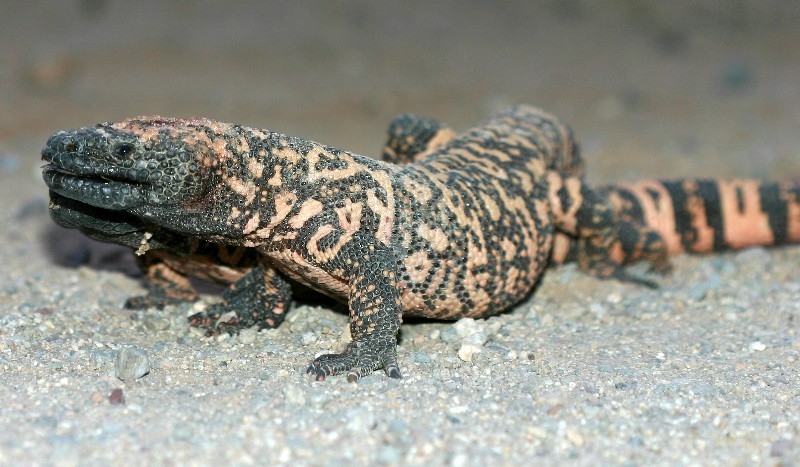 The Gila Monster (Heloderma suspectum), despite its colorful scales is very well camoflauged in its gravel-speckled desert floor habitat.
