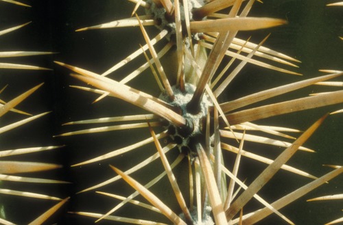 The protective spines of a saguaro are thickest over the newset part of the trunk or branch.