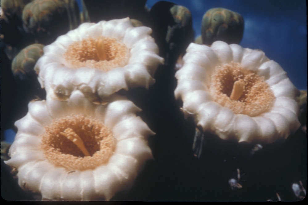 The blossom of the saguaro has been chosen as the State Flower of Arizona.