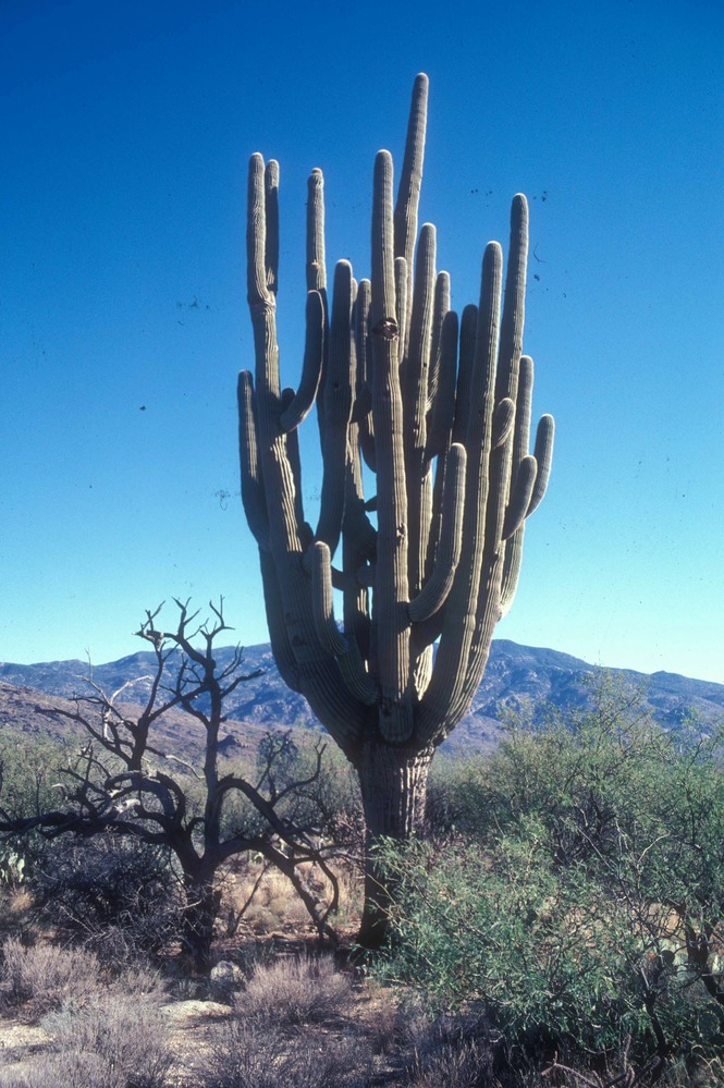 "The Grand-daddy" was considered the world's largest saguaro. Evidences of decay appeared in the early 1990's, and the giant succumbed to old age in the Park's backcountry.