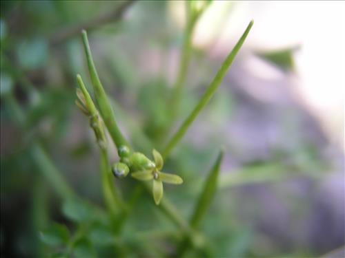 Cardamine macrocarpa. Big Bend National Park, Pine Canyon. May 2004