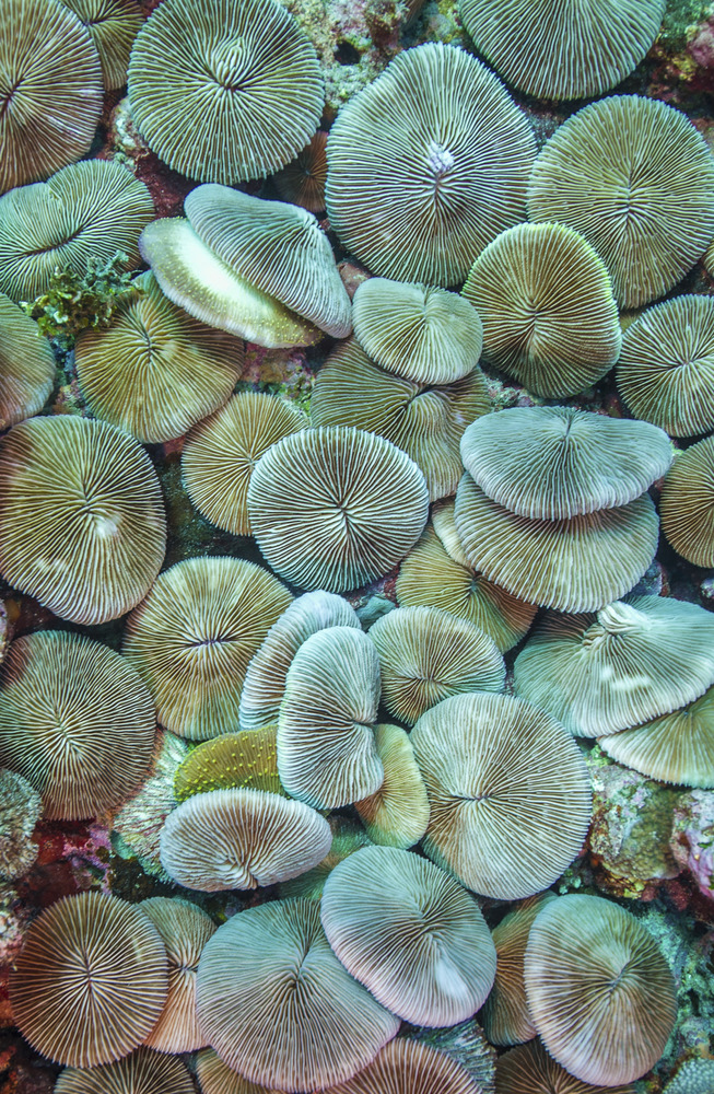 Mushroom Coral