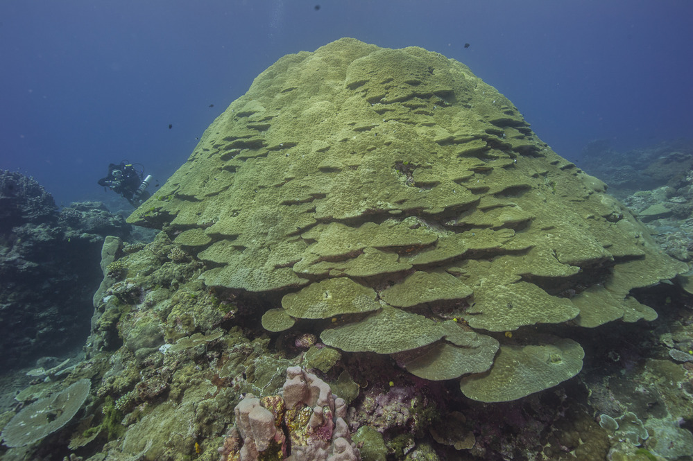 Giant Coral