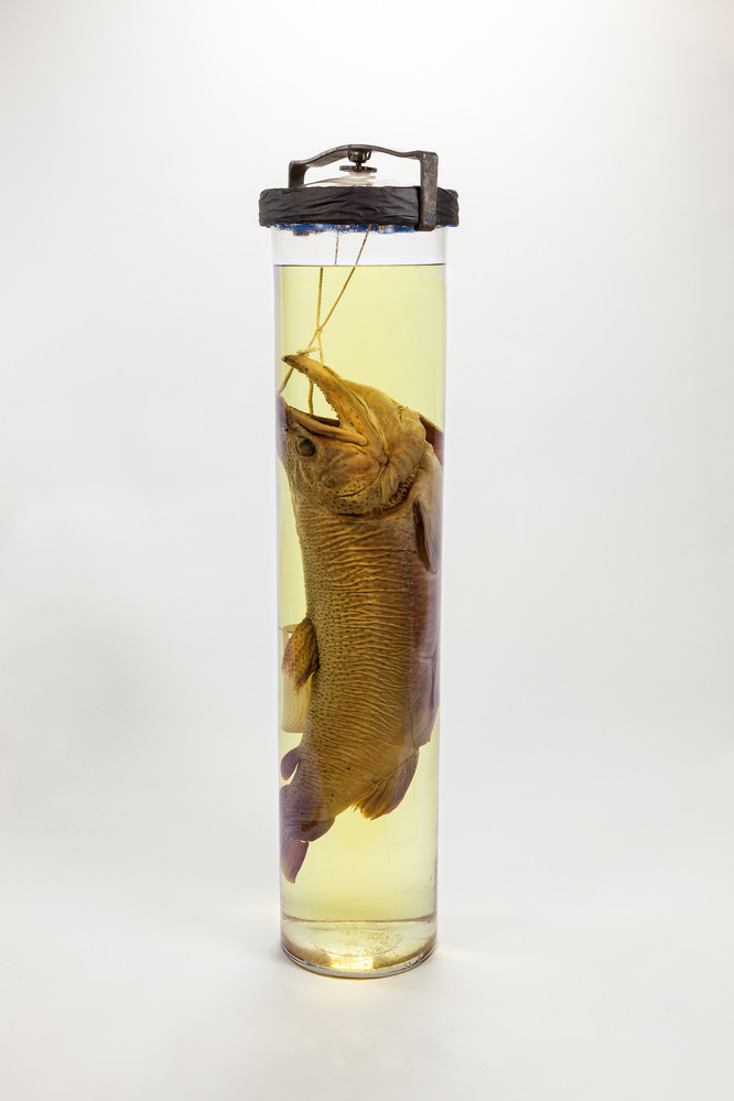 European Brown Trout speciment