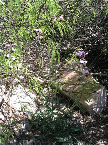 Streptanthus cutleri. Big Bend National Park, Tunnel. March 2004