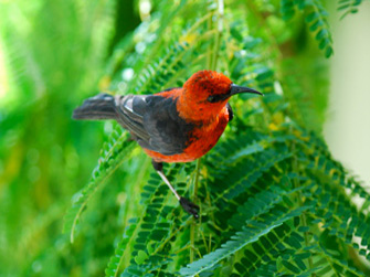 A Micronesian Honeyeater perched on a fern in America Memorial Park