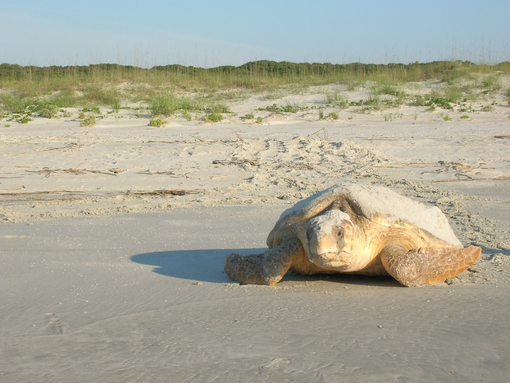 Loggerhead Sea Turtle