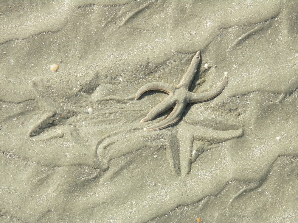 Sea Star