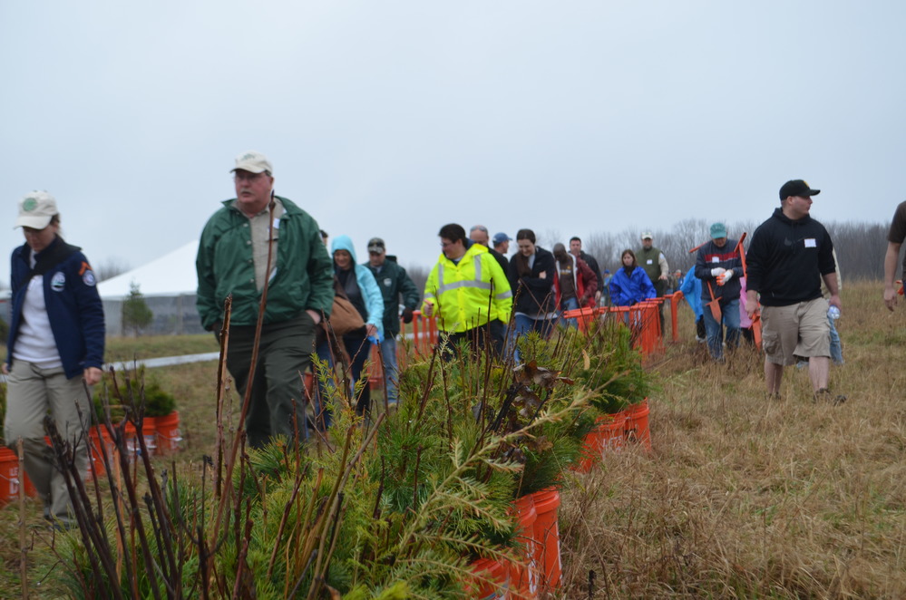 Two parallel rows of orange buckets filled with tree seedlings with people walking between rows