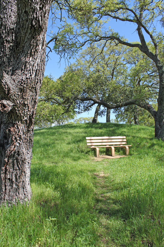 Trails meander through Mount Wanda hills and grass. Trees can be seen all around. 