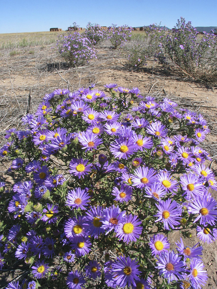 Bigelow's Tansyaster 