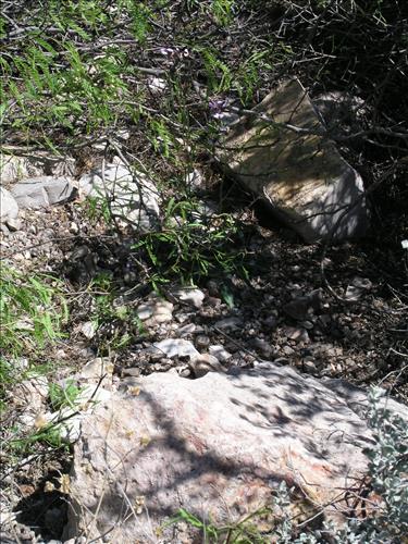Streptanthus cutleri. Big Bend National Park, Tunnel. March 2004