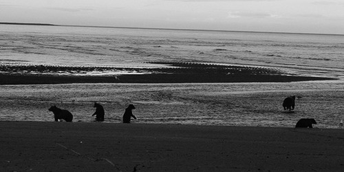 Numerous bears at a river mouth
