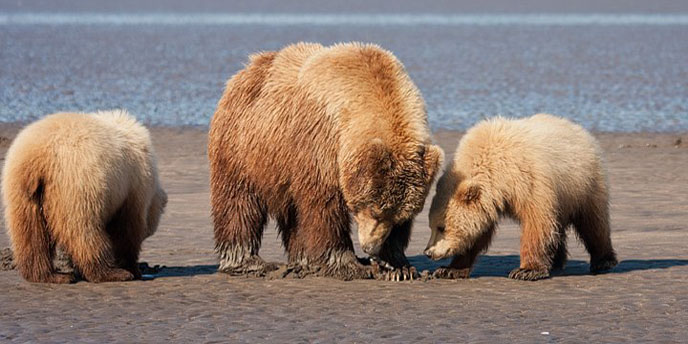 Three bears on a beach with their noses to the sand