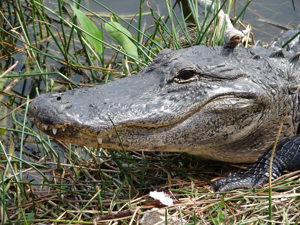Alligator in Everglades National Park