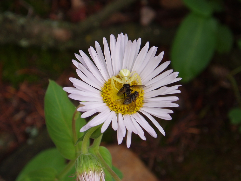Crab spider munching flies in Rocky Mountain National Park