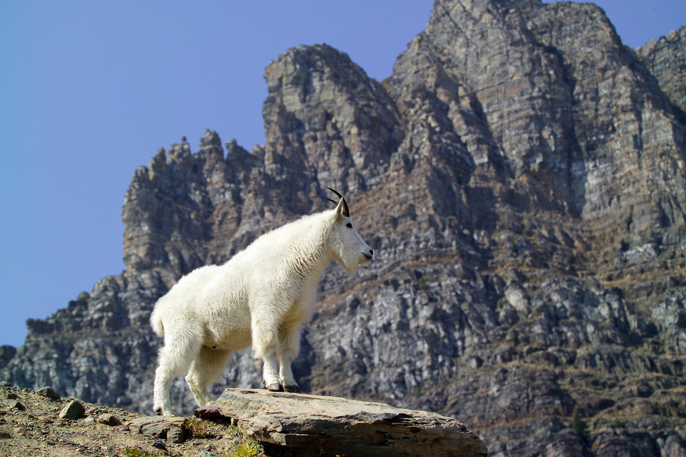 Mountain Goat 