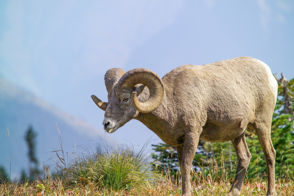 Bighorn Sheep Ram 