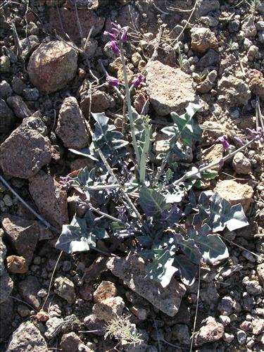 Streptanthus carinatus. Big Bend National Park, Route 13, mile 15. February 2004