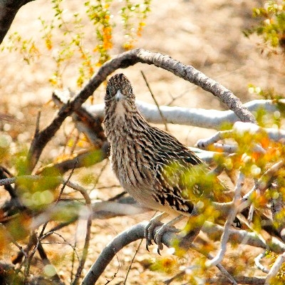 There are over 250 bird species recorded in Joshua Tree National Park.