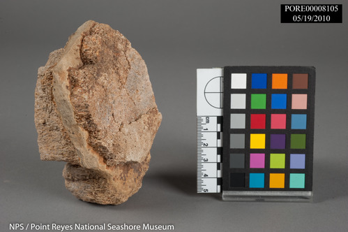 Fossilized whale vertebrae with fragment of disc fused between them. PORE 8105