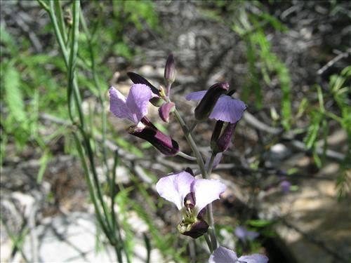 Streptanthus cutleri. Big Bend National Park, Tunnel. March 2004
