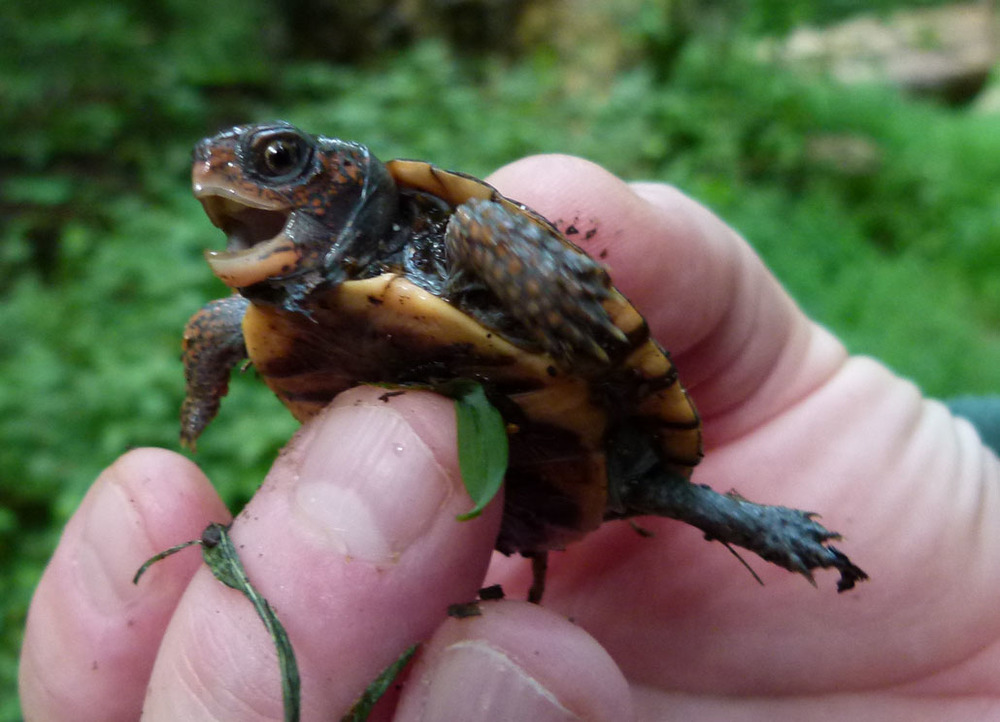 Juvenile Eastern Box Turtle