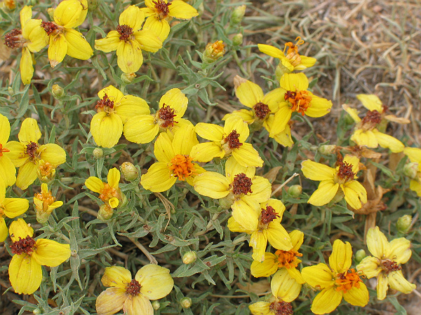 Close up of Rocky Mountain Zinnia