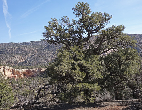 Pinyon pine 