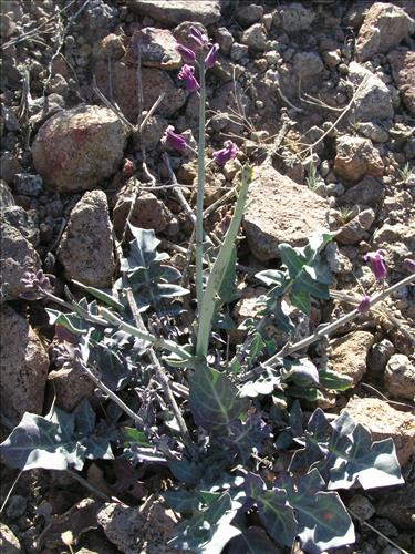 Streptanthus carinatus. Big Bend National Park, Route 13, mile 15. February 2004