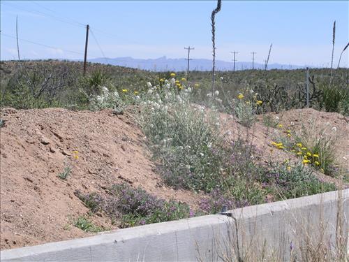 Dimorphocarpa wislizeni. Big Bend National Park, Panther Junction Housing Area. March 2005