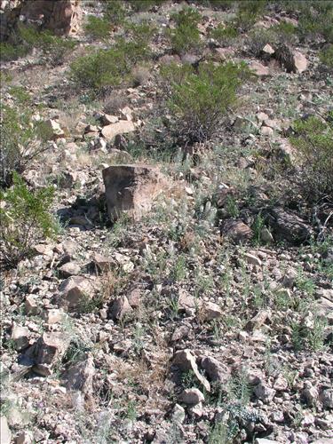 Thelypodium texanum. Big Bend National Park, Pena Mountain. February 2005