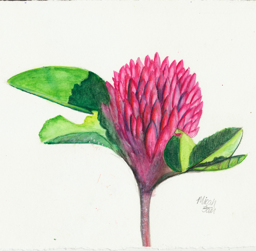 student artwork - painting of a pink wildflower